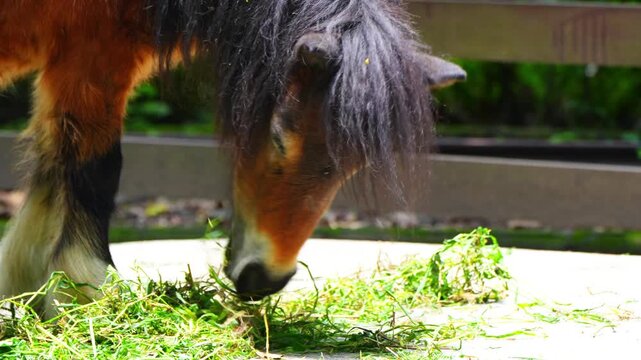 Equus ferus caballus is a small horse known for its strength and toughness. A brown-haired horse eating grass in a stable.
