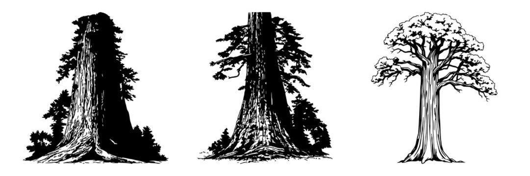 Vintage ink sketch set with giant Sequoia tree featuring detailed bark texture, ancient nature preservation theme with white background and monochrome style