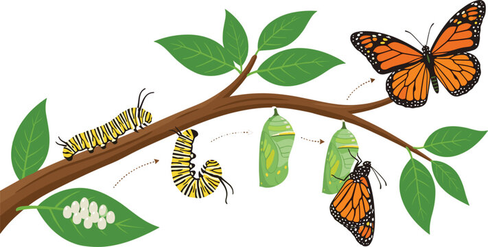 Monarch Butterfly Life Cycle Vector Diagram Showing Egg, Caterpillar, Chrysalis Pupa, and Adult Metamorphosis Stages on a Tree Branch for Science Education Infographics