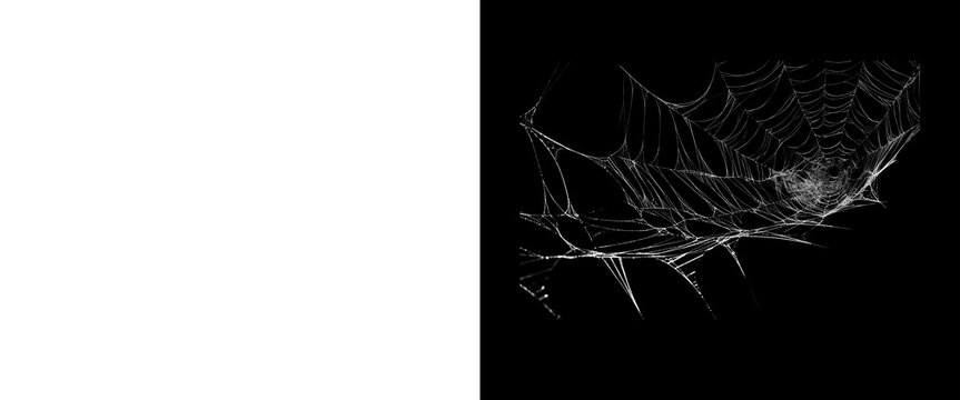 Intricate spider web on black background, delicate white cobweb texture, spooky halloween design element, fragile silk threads in dark void
