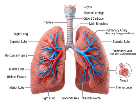 Human lungs anatomy diagram with labeled parts and bronchial tree isolated on white background