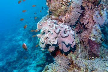 Coral reef ecosystem with Leather coral and diverse colorful coral formations and fish anthias in clean tropical water © mychadre77