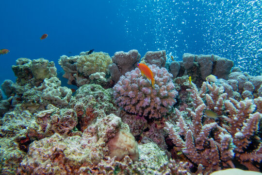 Coral reef ecosystem with coral formations and Anthias fish in  blue tropical water, scenic air bubbles from divers