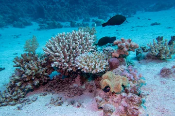 Coral reef ecosystem with diverse colorful coral formations and reef fish in clean tropical water, underwater landscape © mychadre77