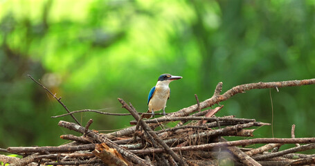 Fototapeta premium Collared kingfisher, also known as white-collared kingfisher or mangrove kingfisher, sitting on a pile of twigs against a blurred green foliage background in a natural habitat.