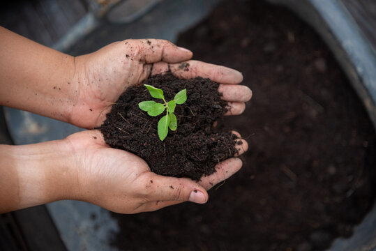 Hand holding sapling tree seedling sustainable green environment social governance ESG concepts. Farmer hands holding growth small tree life beginnings. Sustainable Green Business responsibility.
