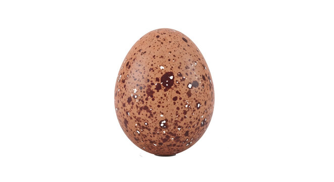 egg speckled brown subject