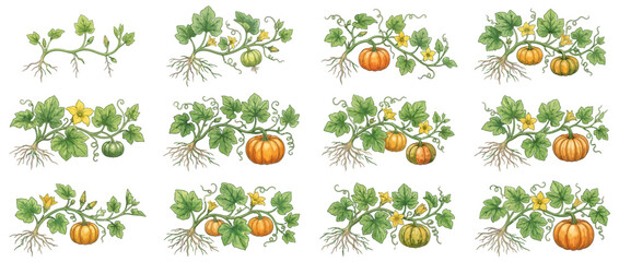 Pumpkin Plant Growth Stages Set Watercolor Illustration © Surya