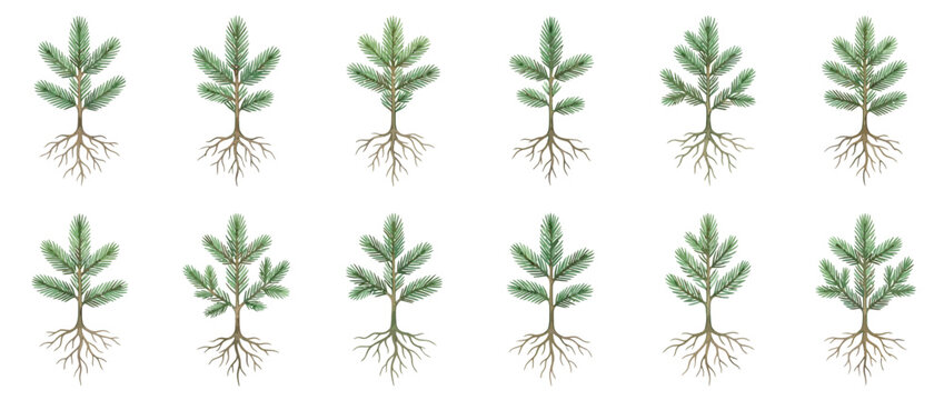 Set of Small Watercolor Pine Trees with Roots