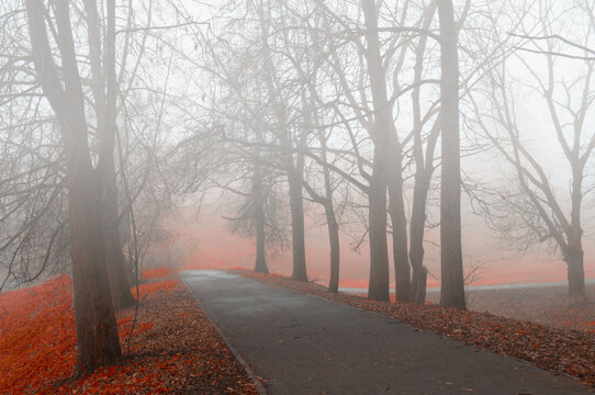 Mysterious autumn park alley in dense fog, early November city background with Halloween mood, deserted pathway in the park with bright orange and red fallen leaves on the ground