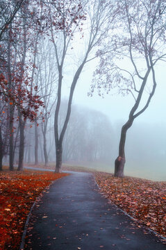 Autumn city park alley landscape - bare trees and dry red fallen leaves on the ground, winding asphalt pathway in a misty park during a late October morning, suitable for Halloween background