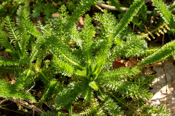 The leaf rosette near the ground of a young common yarrow (Achillea millefolium) with its characteristic, delicate structures. © Sandra Alkado
