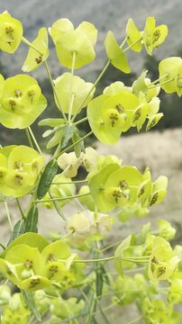 Vertical Video of Beautiful Green Euphorbia Plant in Nature