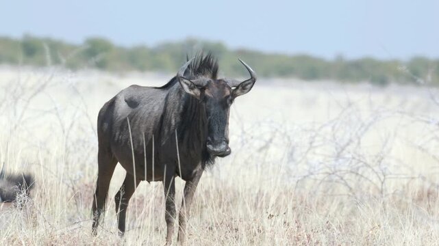 a front view of a wildebeest standing on the savannah at etosha national park in namibia, africa