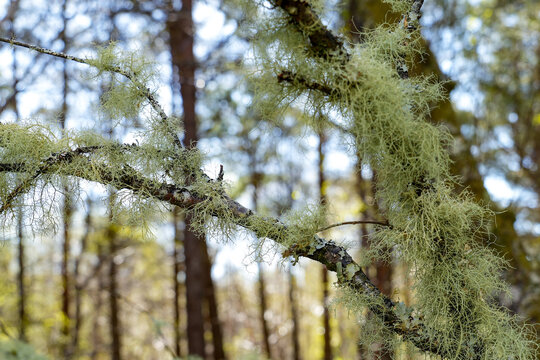 Beard lichen (genus Usnea), which hangs in thread-like strands from the branches of a tree. An abundance of Usnea species is a clear sign of very high air quality and a clean environment