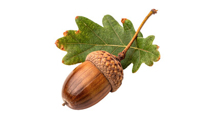 Small brown acorn with green oak leaves isolated on transparent background © Hanna