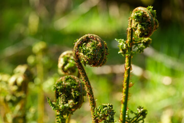 An unfolding leaf of Dryopteris filix-mas. Close-up of newly emerging fern fronds.The distinctive, curving shape of a young fern shoot is often referred to as a “violin head.” © Sandra Alkado