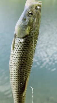 The Spinning Catch: Freshwater Lake Fishing