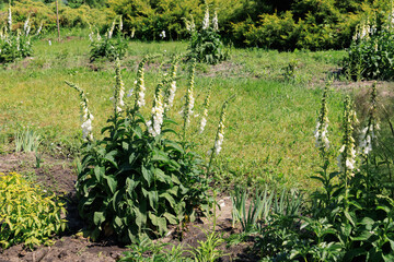 Flowers foxglove grow in a garden with green grass and other plants under bright sunlight during a sunny day © ir1ska