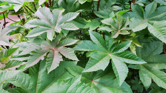 A lush green castor bean plant grows in a dense garden. Huge palmate leaves of Ricinus communis fill the background, revealing the striking veins of defensive ornamental foliage.