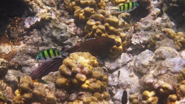 Moray eel Gymnothorax javanicus hiding among hard corals, sergeant major fish Abudefduf saxatilis swimming nearby, tropical ocean reef habitat, nature documentary.