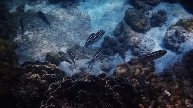 Striped monocle bream, Scolopsis lineata, swimming above hard corals in clear blue water, natural marine life behavior, tropical ocean ecosystem, documentary .