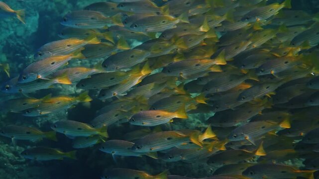 Blackspot Snapper school swimming through blue water, Lutjanus fulviflamma in large group near coral reef, marine biology research, underwater nature background