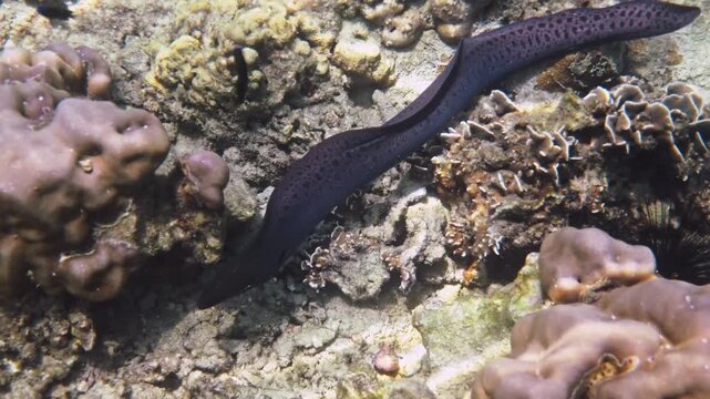 Moray eel swimming over stony corals, Gymnothorax javanicus hunting on tropical reef, marine wildlife observation, underwater exploration background