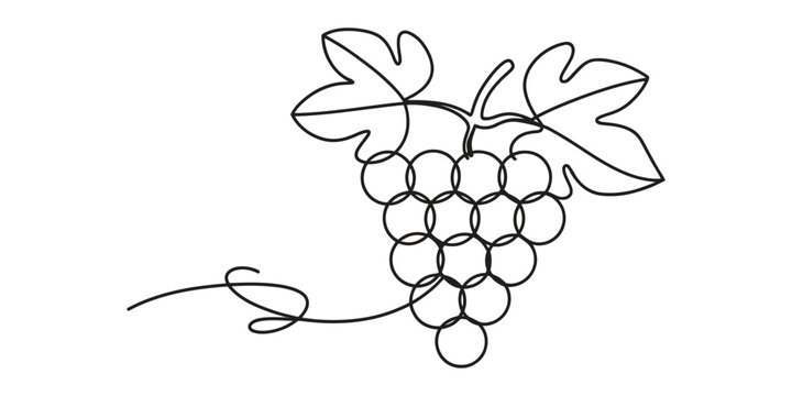 Continuous single line drawing of a bunch of grapes with leaves