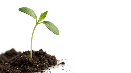 Obraz premium Small green plant sprout growing from fertile soil isolated on transparent background cut out