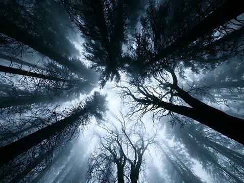 Misty forest with sunbeams through tree silhouettes