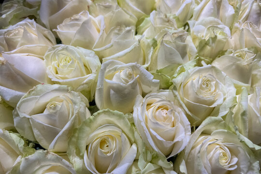 White roses fill the frame in a close view showing petals and shapes in a floral arrangement for a special event