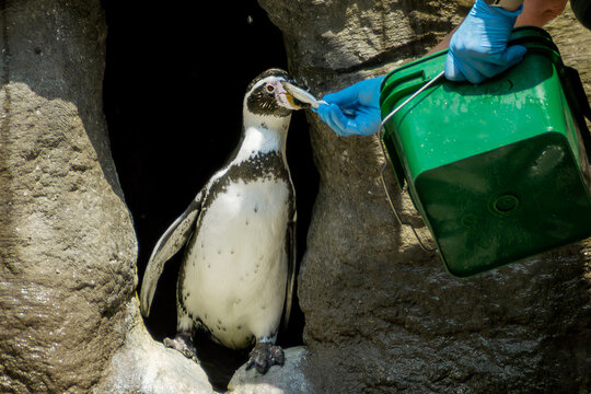 Zoo keeper feeding Humboldt penguin with bucket near rocks closeup photo