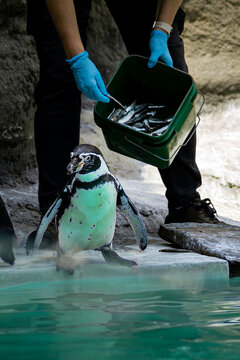 Humboldt penguin waiting beside pool while keeper prepares food closeup photo