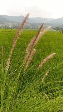 Footage of sharp-leaved cogon grass or ilalang (Imperata cylindrica) on the edge of a rice field.