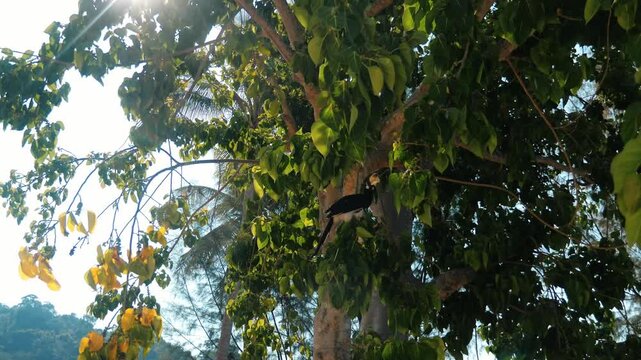 Oriental Pied Hornbill perched on leafy tree branch, Anthracoceros albirostris, sunny tropical forest canopy, wildlife observation background