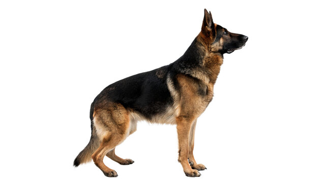 Adult german shepherd dog standing in side view isolated on transparent background cut out
