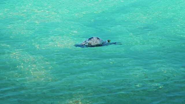 Dead puffer fish floating on turquoise ocean surface, environmental pollution and climate change impact documentation