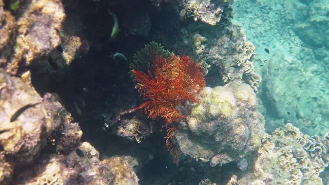 Red sea fan Gorgonia and tropical fish swimming through coral reef ecosystem, clear blue water, marine biology documentary.