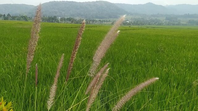 Footage of sharp-leaved cogon grass or ilalang (Imperata cylindrica) on the edge of a rice field.