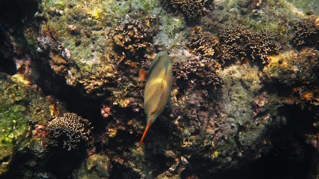 Orangestripe triggerfish swimming near coral reef, Balistapus undulatus foraging among sea urchins and rocks, tropical underwater marine life, nature documentary.