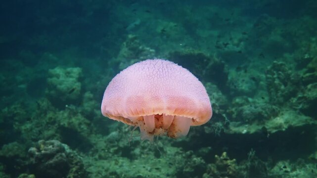Blubber jellyfish swimming over tropical coral reef, Rhizostomeae marine species in green ocean water, underwater wildlife documentary background