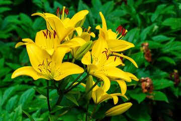 Fototapeta premium Vibrant Yellow Lily Flowers Blooming in Lush Green Summer Garden