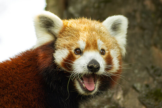 Red panda portrait with open mouth and curious expression closeup photo