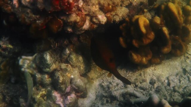 Yellow boxfish swimming through rocky crevices, Ostracion cubicus hiding in shadows of underwater Indo-Pacific coral reef, marine biology education, diving tourism background