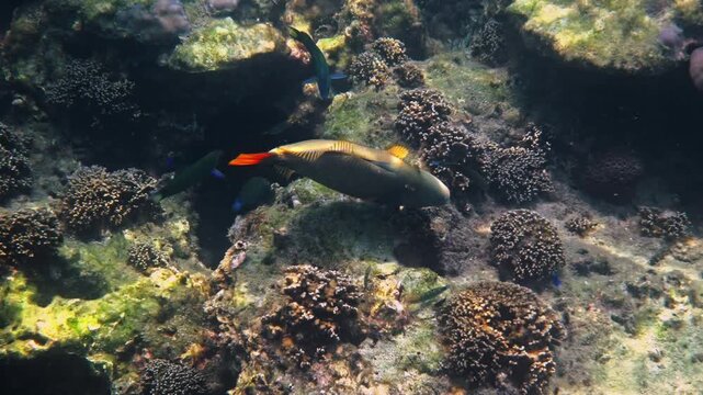 Orangestripe triggerfish, Balistapus undulatus, swimming through tropical coral reef, natural marine wildlife behavior, underwater ocean environment, documentary .