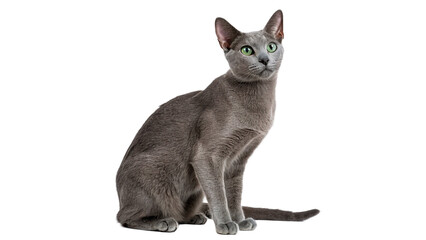 Sleek grey shorthair cat sitting and looking isolated on transparent background © Arina