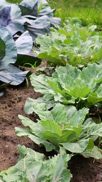 Young white and red cabbage grows on a dirt bed in the garden. Rows of fresh leafy vegetables look vibrant in open ground, showcasing texturized leaves of homegrown brassica plants.