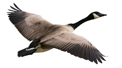 Canada goose with outstretched wings flying, isolated on transparent background © PNGera