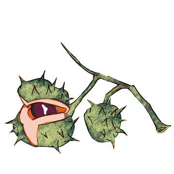 Two horse chestnuts on branch illustration, open and closed green spiky conkers hand drawn on white background